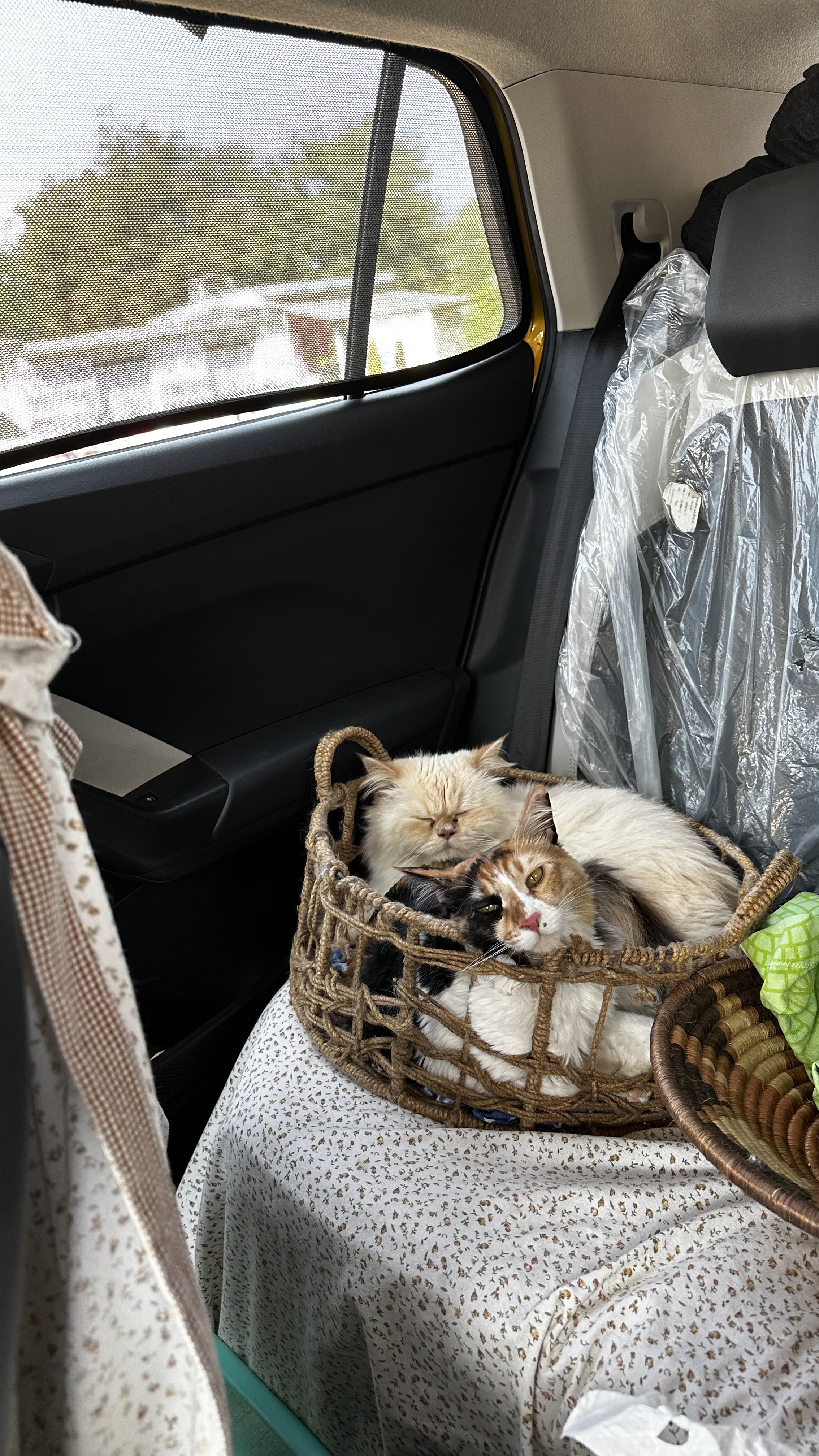 My cats on a road trip